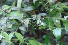 Cinnamomum riparium